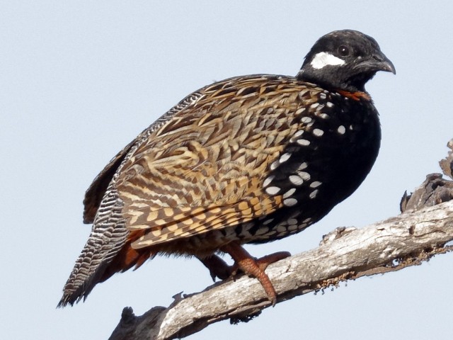 Wings of the Wild - Birds at Katarniaghat Image